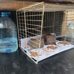 colonia gats pedemonte