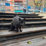 colonia gats Pedemonte