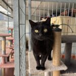 Gats del refugi de Sant Andreu de la Barca