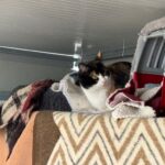 Gats del refugi de Sant Andreu de la Barca