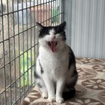 Gats del refugi de Sant Andreu de la Barca