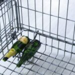 campanya nadalenca per reutilitzar ampolles de cava i reduir residus