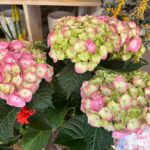 Floristeria, flors, primavera