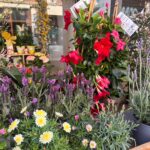 Floristeria, flors, primavera