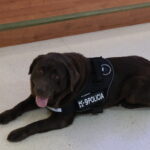 Unitat Canina – Formació Sant Andreu de la Barca – Gossos
