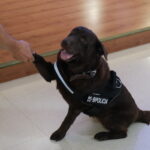 Unitat Canina – Formació Sant Andreu de la Barca – Gossos